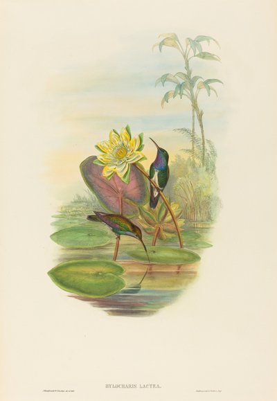 Sapphire-breasted Emerald by John Gould and Henry Constantine Richter John Gould and Henry Constantine Richter