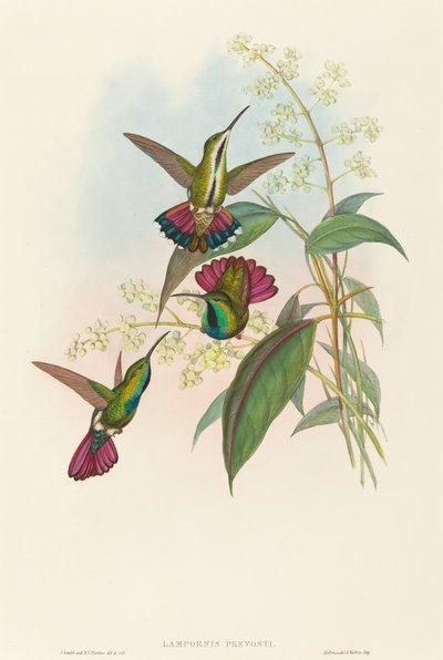 Lampornis prevosti by John Gould and Henry Constantine Richter John Gould and Henry Constantine Richter