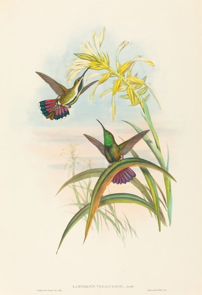 Lampornis veraguensis Veraguan Mango by John Gould and Henry Constantine Richter John Gould and Henry Constantine Richter