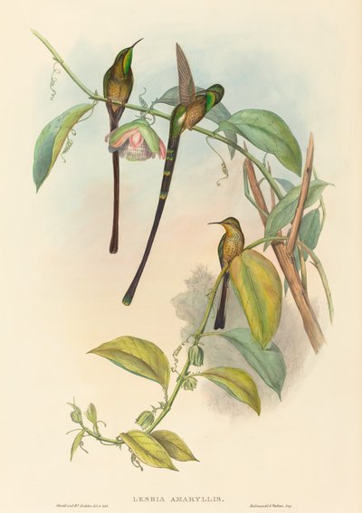 Lesbia Amaryllis by John Gould and Henry Constantine Richter John Gould and Henry Constantine Richter