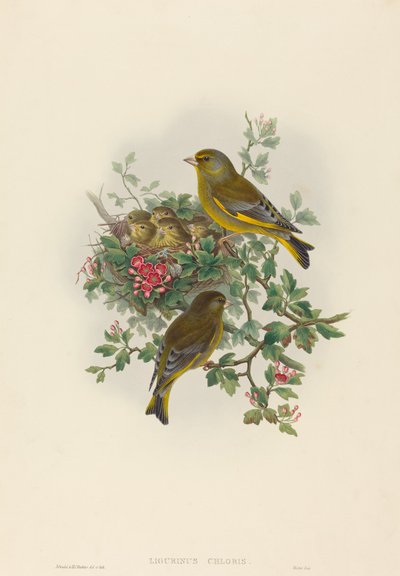 Ligurinus Chloris Greenfinch by John Gould and Henry Constantine Richter John Gould and Henry Constantine Richter