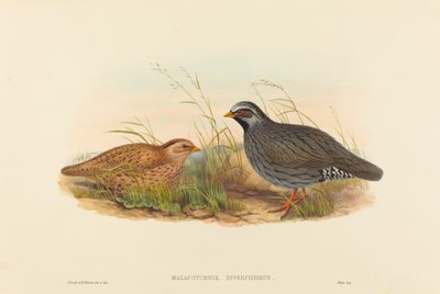 Malacoturnix superciliosus Mountain Quail by John Gould and Henry Constantine Richter John Gould and Henry Constantine Richter