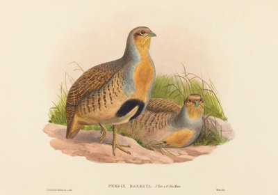 Perdix barbata Daurian Partridge by John Gould and Henry Constantine Richter John Gould and Henry Constantine Richter