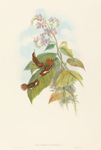 Scintillant Hummingbird. Creators: John Gould, Henry Constantine Richter by John Gould and Henry Constantine Richter John Gould and Henry Constantine Richter