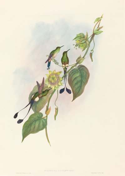 Spathura underwoodi White-footed Racket-Tail by John Gould and Henry Constantine Richter John Gould and Henry Constantine Richter