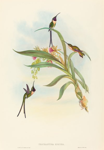 Tharmastura enicura Slender Shear-Tail by John Gould and Henry Constantine Richter John Gould and Henry Constantine Richter