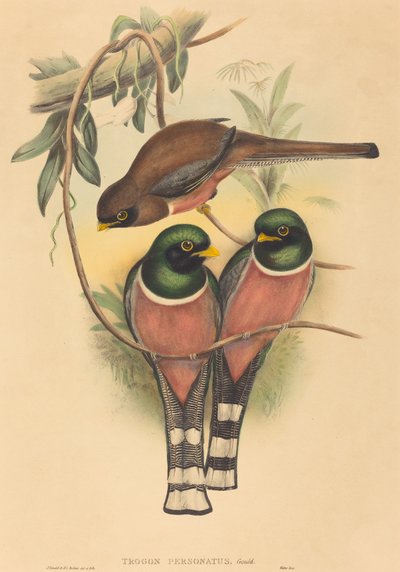 Trogan personatus by John Gould and Henry Constantine Richter John Gould and Henry Constantine Richter