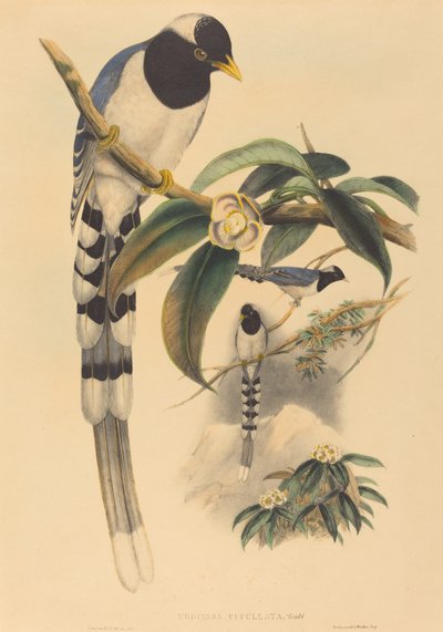 Urocissa cucullata by John Gould and Henry Constantine Richter John Gould and Henry Constantine Richter