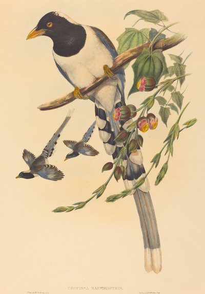 Urocissa magnirostris, probably 1850-1883 by John Gould and Henry Constantine Richter John Gould and Henry Constantine Richter