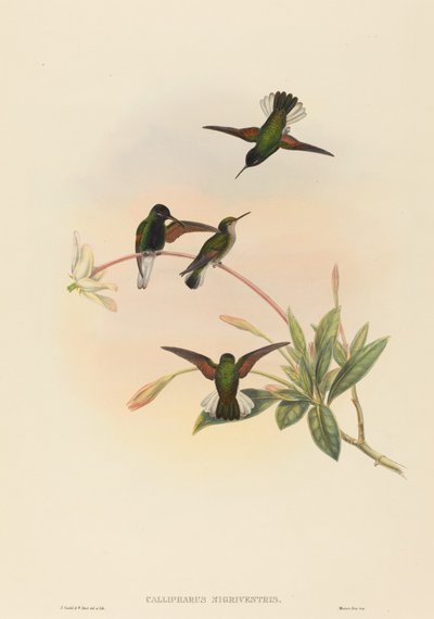 Black-bellied Hummingbird by John Gould, William Matthew Hart