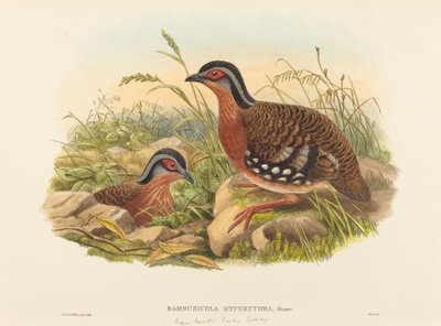 Rufous-breasted Bamboo Partridge by John Gould, William Matthew Hart