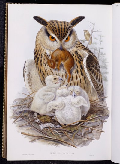 A Great Owl and Chicks, from The Birds of Europe, published 1832-37 by John Gould
