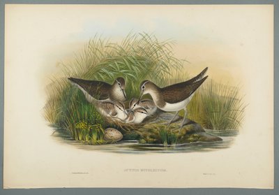 Summer Snipe by John Gould