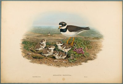 Ringed Plover by John Gould
