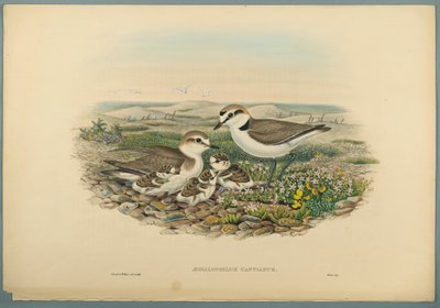 Kentish Plover by John Gould