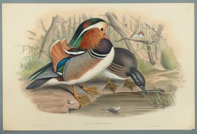 Duck by John Gould