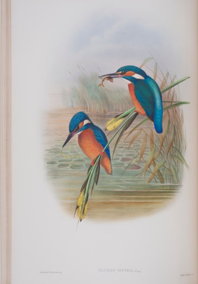 Alcedo Ispida, plate from The Birds of Great Britain by John Gould, published 1862-73 by John Gould