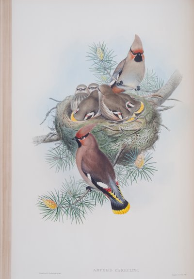Ampelis Garrulus, plate from The Birds of Great Britain by John Gould, published 1862-73 by John Gould