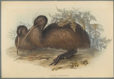 Apteryx Australis by John Gould