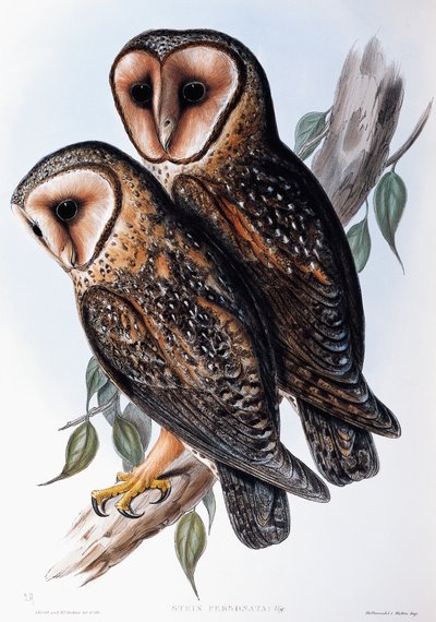 Australian Masked-Owl, lithograph from Birds of Australia by John Gould