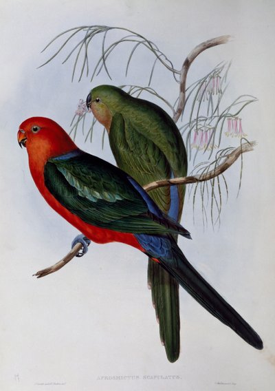 Australian king Parrot (Alisterus scapularis), engraving by John Gould and Henry Constantine Richter by John Gould