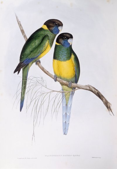 Australian ringneck (Barnardius or Platycercus zonarius), Engraving by John Gould by John Gould