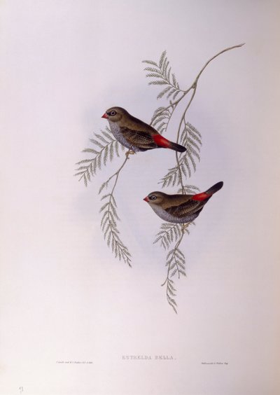 Beautiful firetail (Stagonopleura bella), Engraving by John Gould by John Gould
