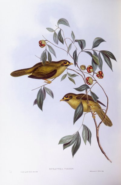 Bell Miner (Manorina melanophrys), Engraving by John Gould by John Gould