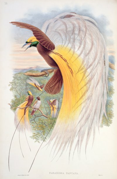 Bird of Paradise, from 