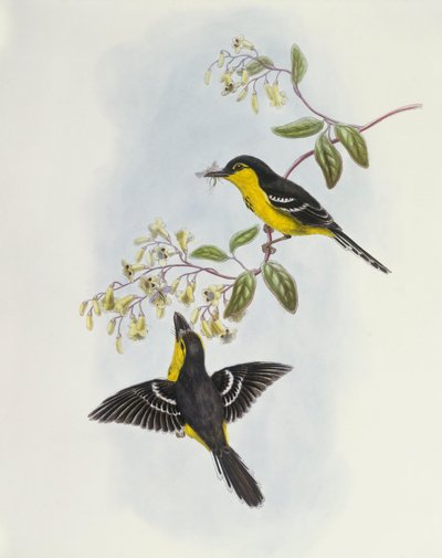 Black-breasted boatbill (Machaerirhynchus nigripectus), Engraving by John Gould