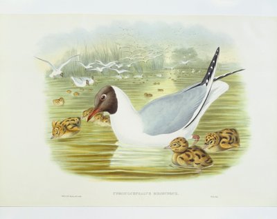 Black-headed gull (Larus ridibundus), Engraving by John Gould, William Hart, H C Richter by John Gould