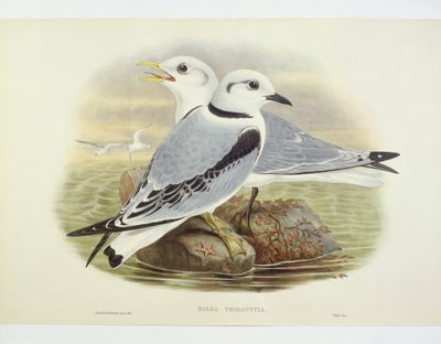 Black-legged kittiwake (Rissa tridactyla), Engraving by John Gould, William Hart, H C Richte by John Gould