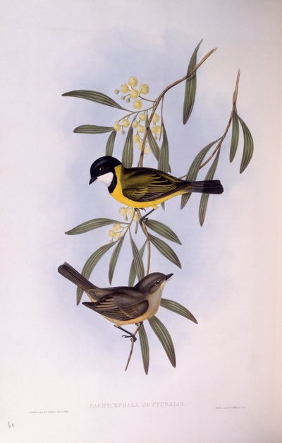 Black-tailed whistler (Pachycephala melanura), Engraving by John Gould