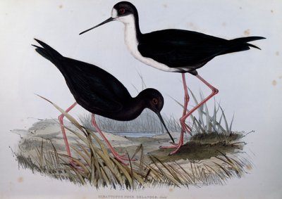 Black Stilt (Himantopus novaezelandiae), engraving from Birds of Australia by John Gould