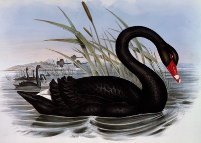 Black Swan (Cygnus atratus), engraving from Birds of Australia by John Gould