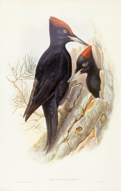 Black woodpecker (Dryocopus martius), Engraving by John Gould by John Gould
