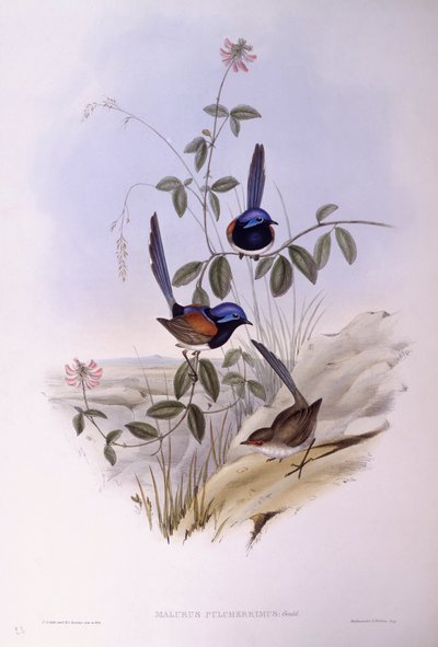 Blue-Breasted Fairywren (Malurus pulcherrimus), Engraving by John Gould by John Gould