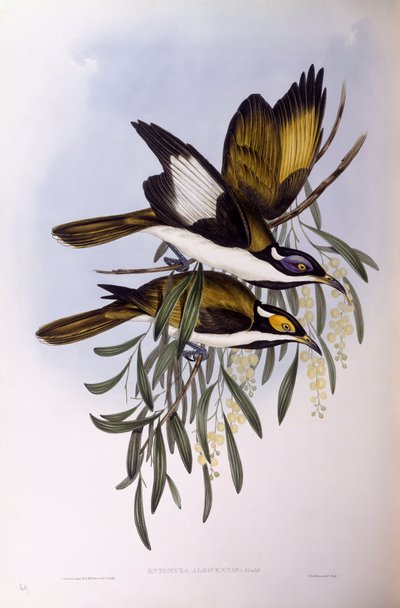 Blue-faced honeyeater (Entomyzon cyanotis), Engraving by John Gould by John Gould