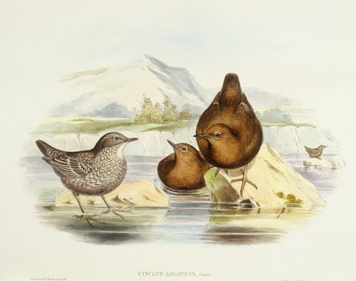 Brown Dipper (Cinclus pallasii), Engraving by John Gould by John Gould
