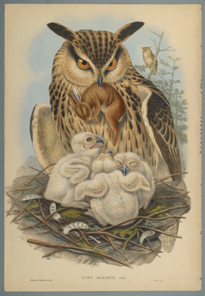 Owl by John Gould