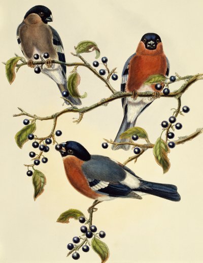 Bullfinch (Pyrrhula pyrrhula), engraving by John Gould, United Kingdom by John Gould