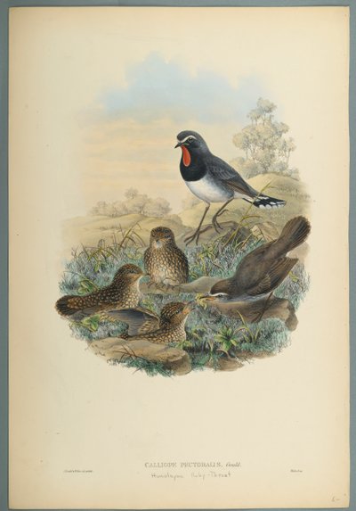 Calliope Pectoralis by John Gould