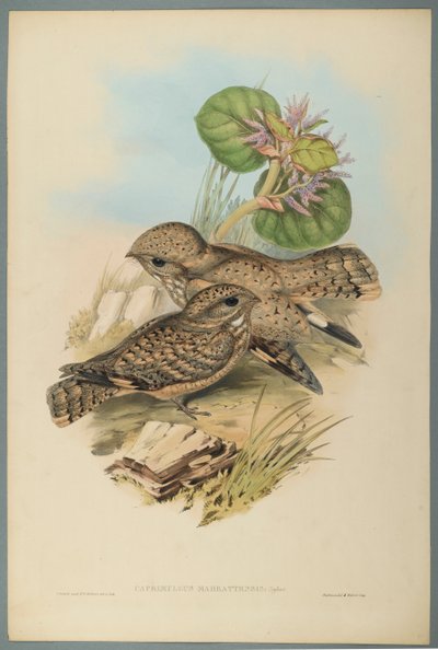 Nightjar by John Gould