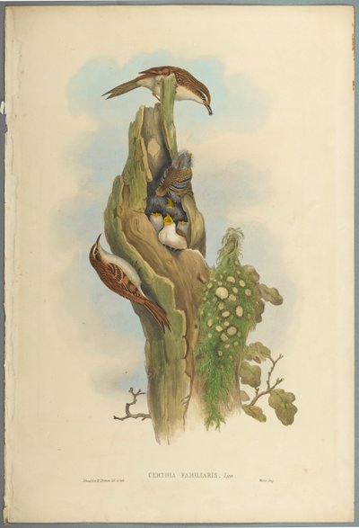 Certhia Familiaris - Tree Creeper by John Gould