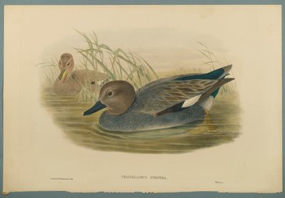 Gadwell Ducks by John Gould