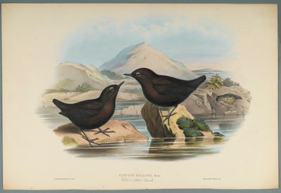 Pallas Water Ouzel by John Gould