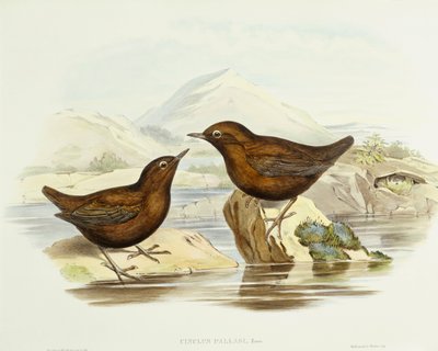 Collared sparrowhawk (Accipiter cirrocephalus), Engraving by John Gould by John Gould