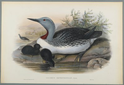 Red Throated Diver by John Gould