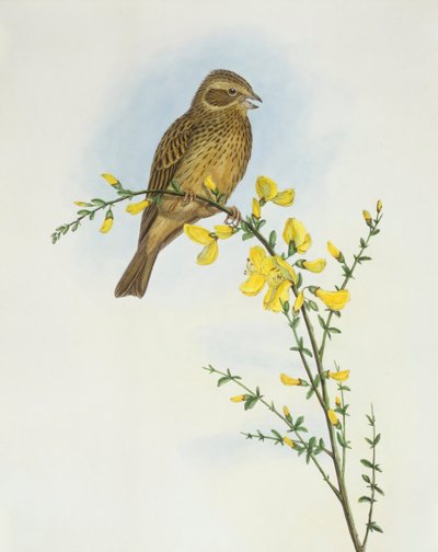 Corn Bunting (Miliaria calandra), Engraving by John Gould by John Gould