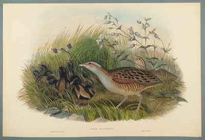 Land Rail or Corn Crane by John Gould